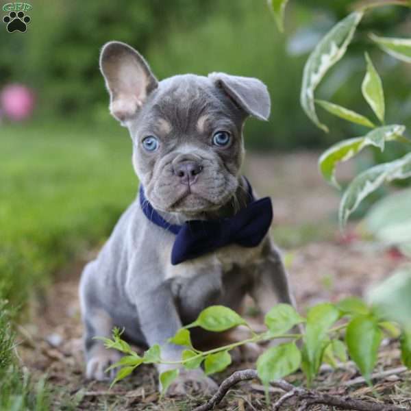 Moore, French Bulldog Puppy